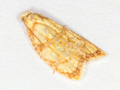 Acleris bergmanniana
